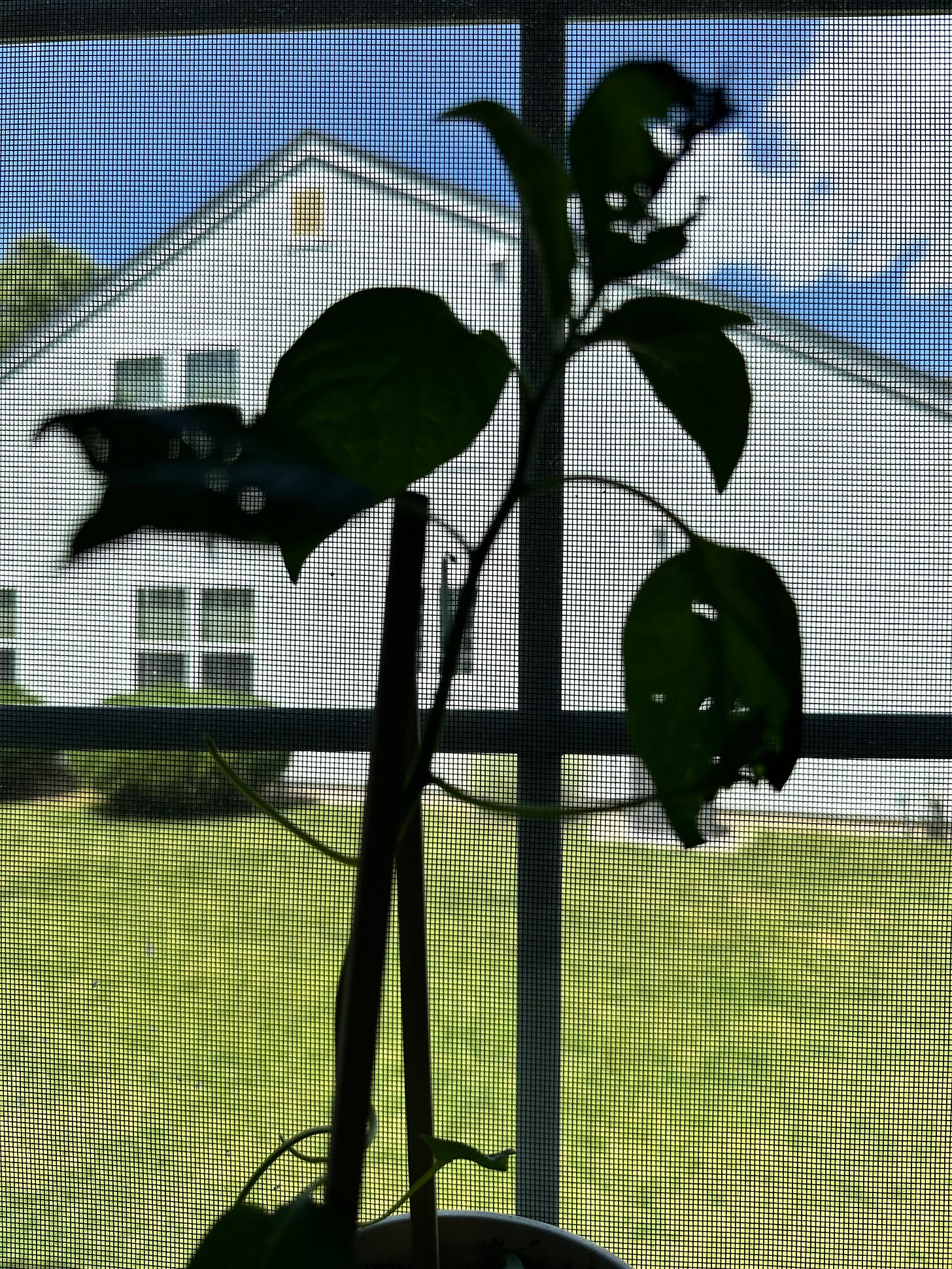 silhouette of a chili plant with shredded leaves