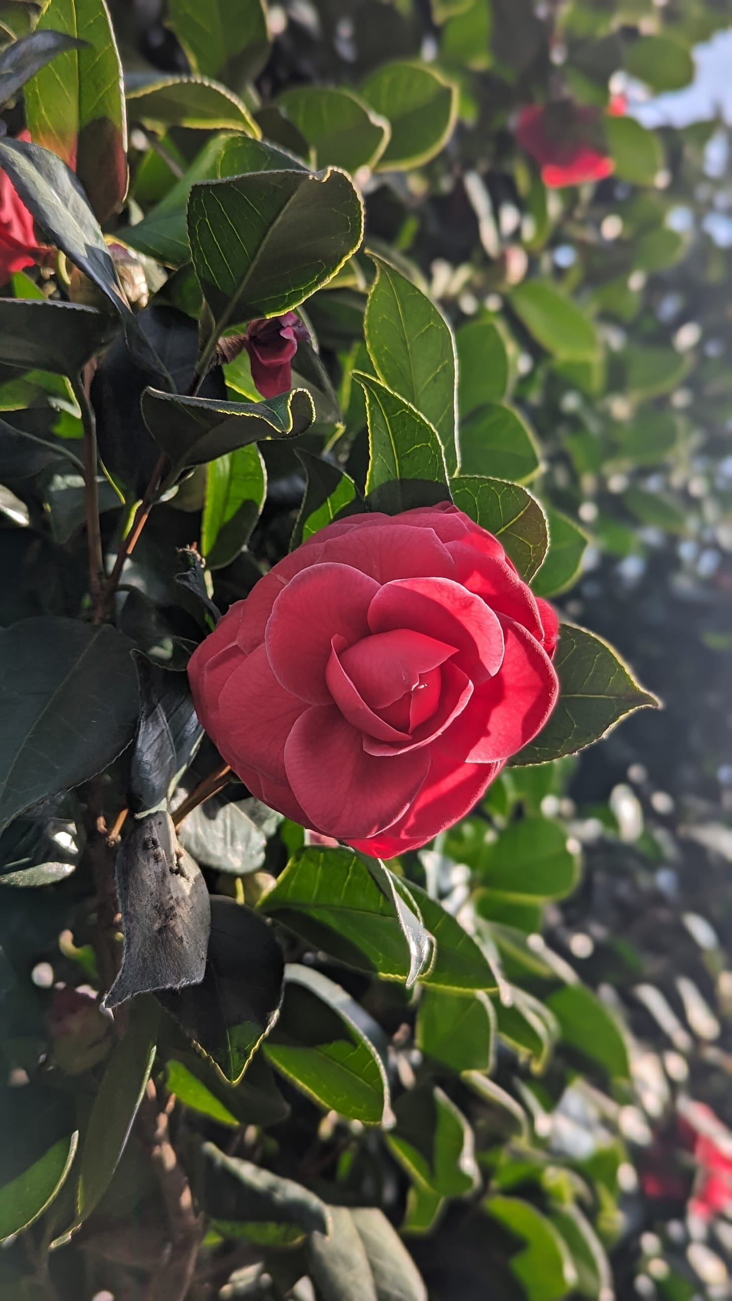 Spring