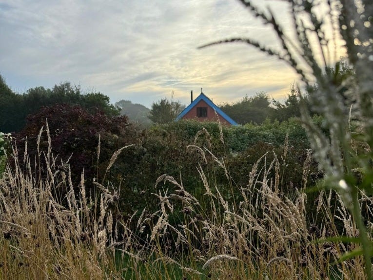 image shows the studio at Common farm Flowers in Somerset, amidst the cut flower beds