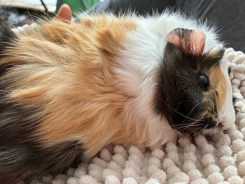 My cute pig lying down.