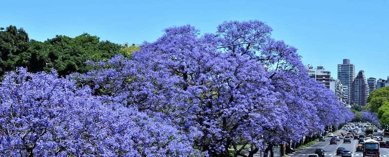 7 lugares para ver Jacarandás en Buenos Aires