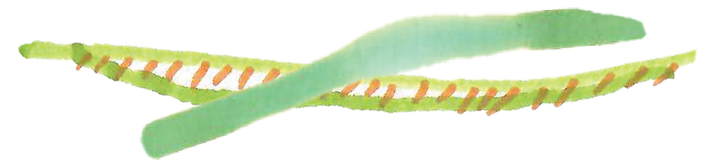 Two horizontal marks crossing each other made by Rebekah and her son with green and orange marker.