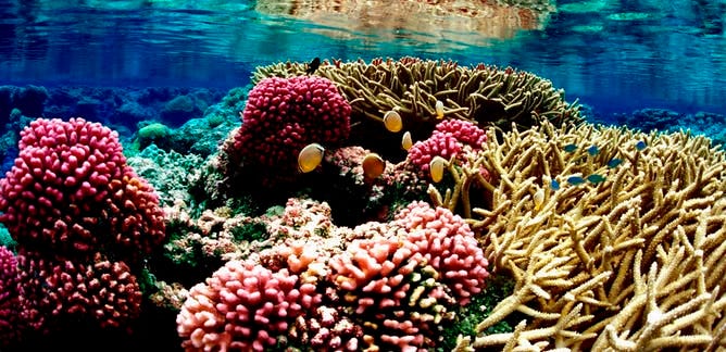 Marine biology – News, Research and Analysis – The Conversation – page 1
