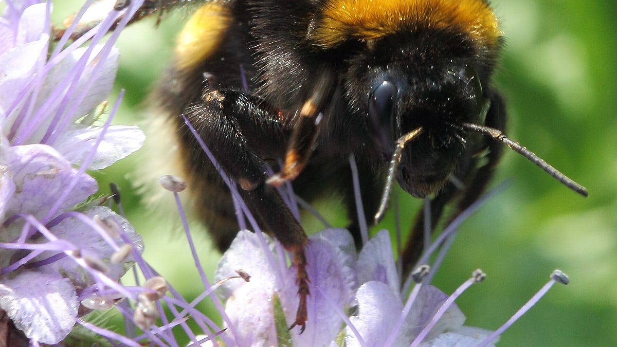 Numlock Sunday: Jude Isabella on the fight of the bumblebees
