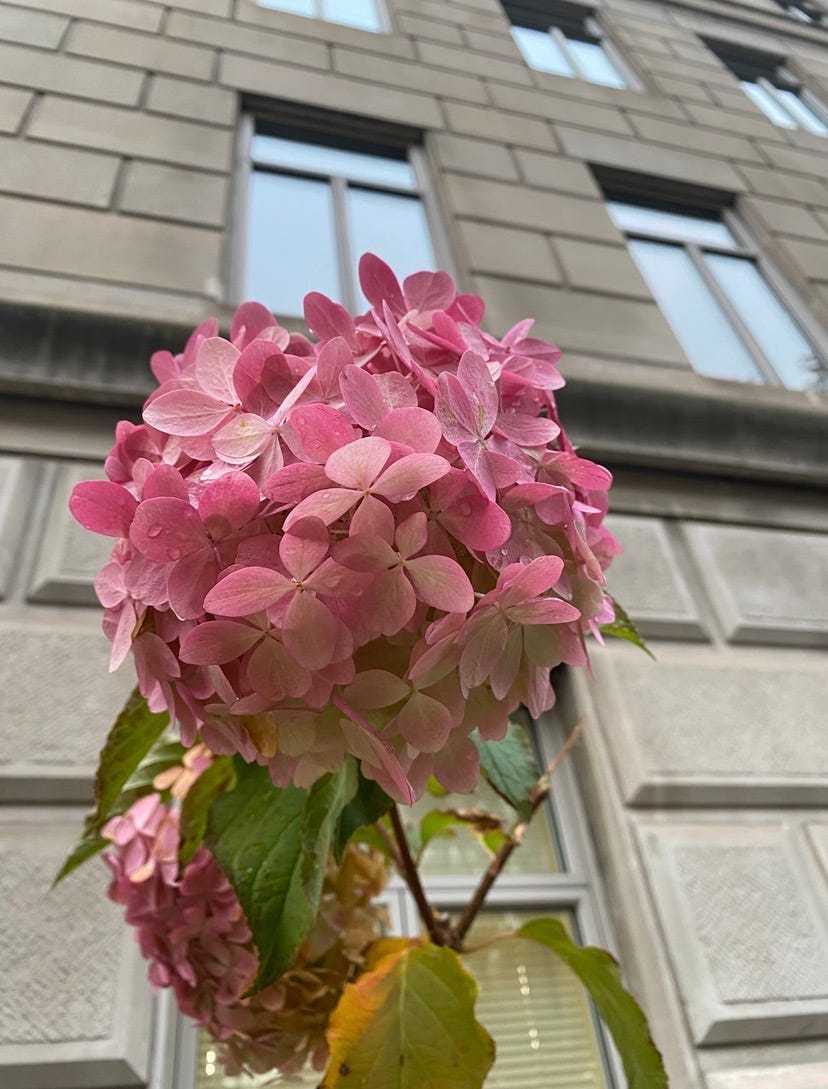 A flower outside of an UWS building A flower outside of an UWS building