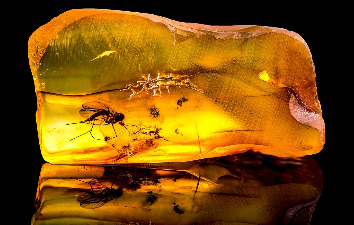 Insects trapped in amber Insects trapped in amber