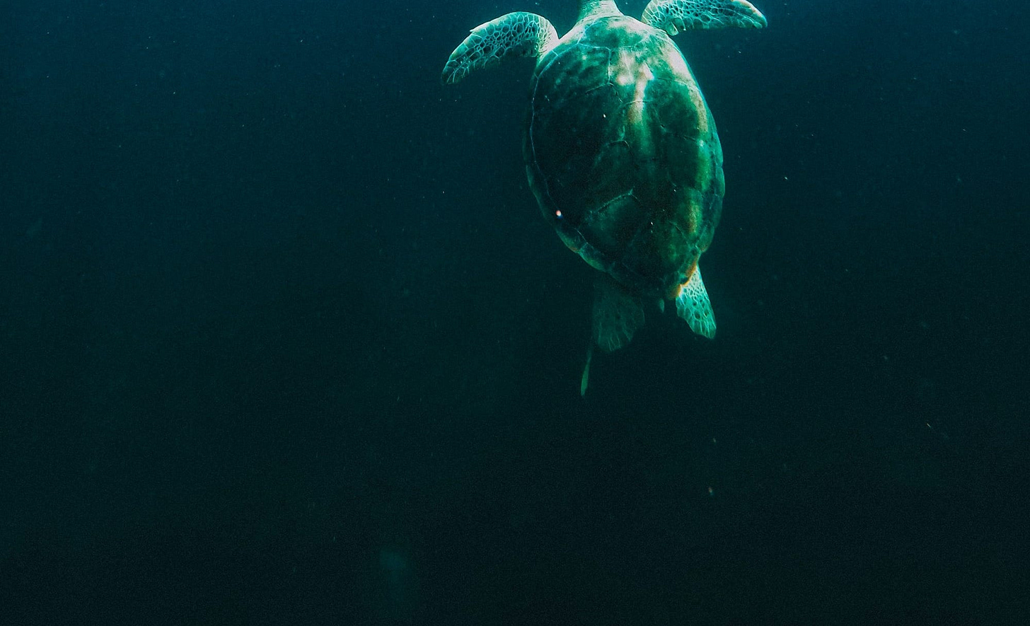 sea turtle under blue sky sea turtle under blue sky