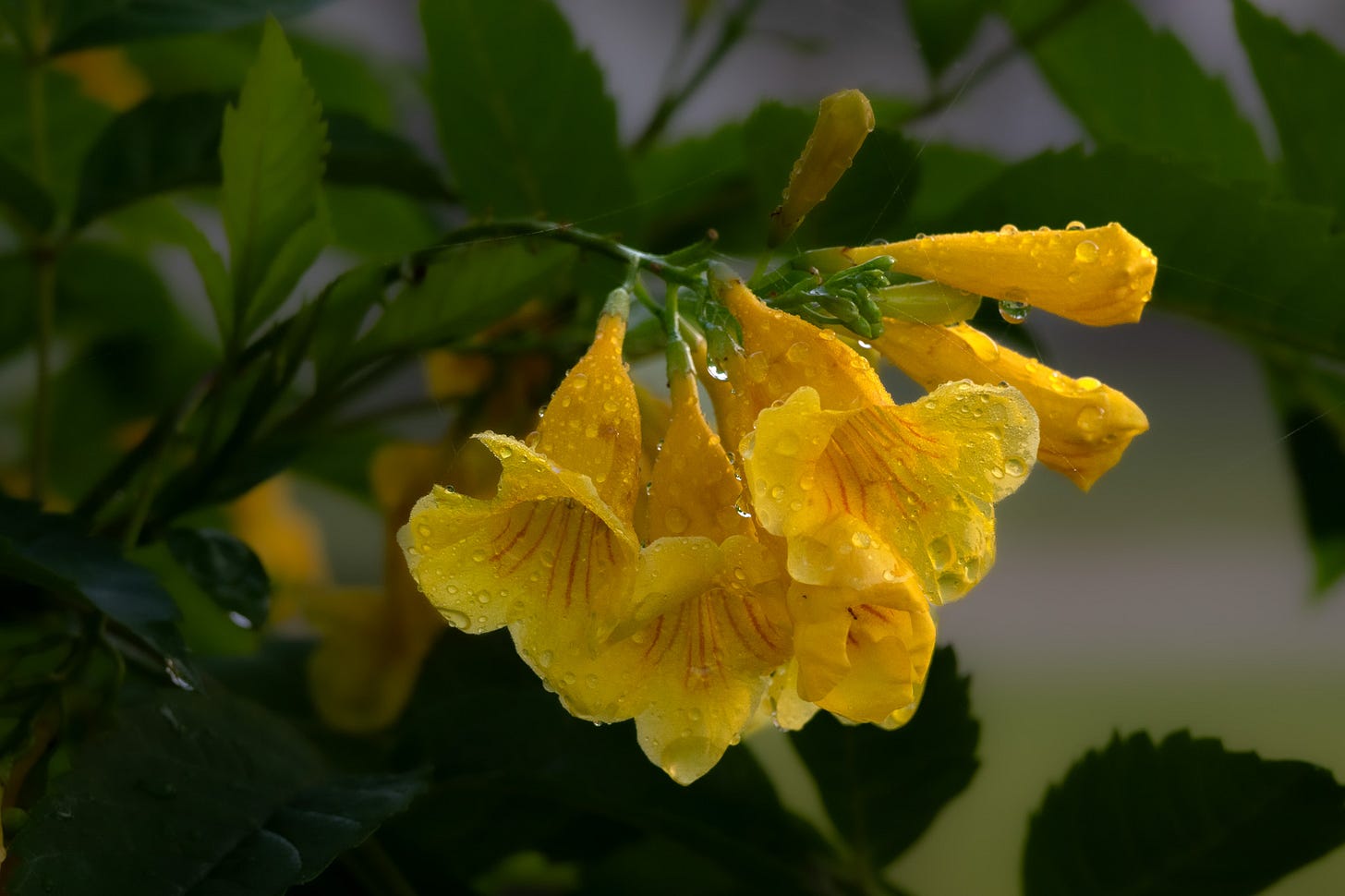 Close-up of vibrant yellow flowers with orange streaks, glistening with raindrops, surrounded by lush green leaves.