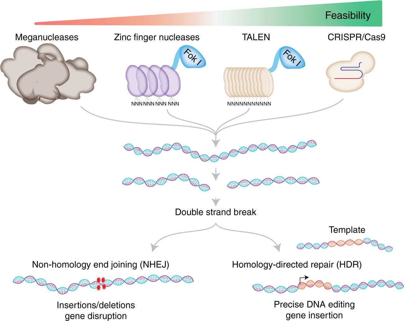 Image result for crispr editing