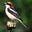 Shrike's avatar