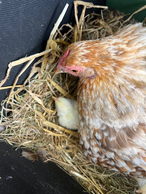 A chicken in a nest

AI-generated content may be incorrect.