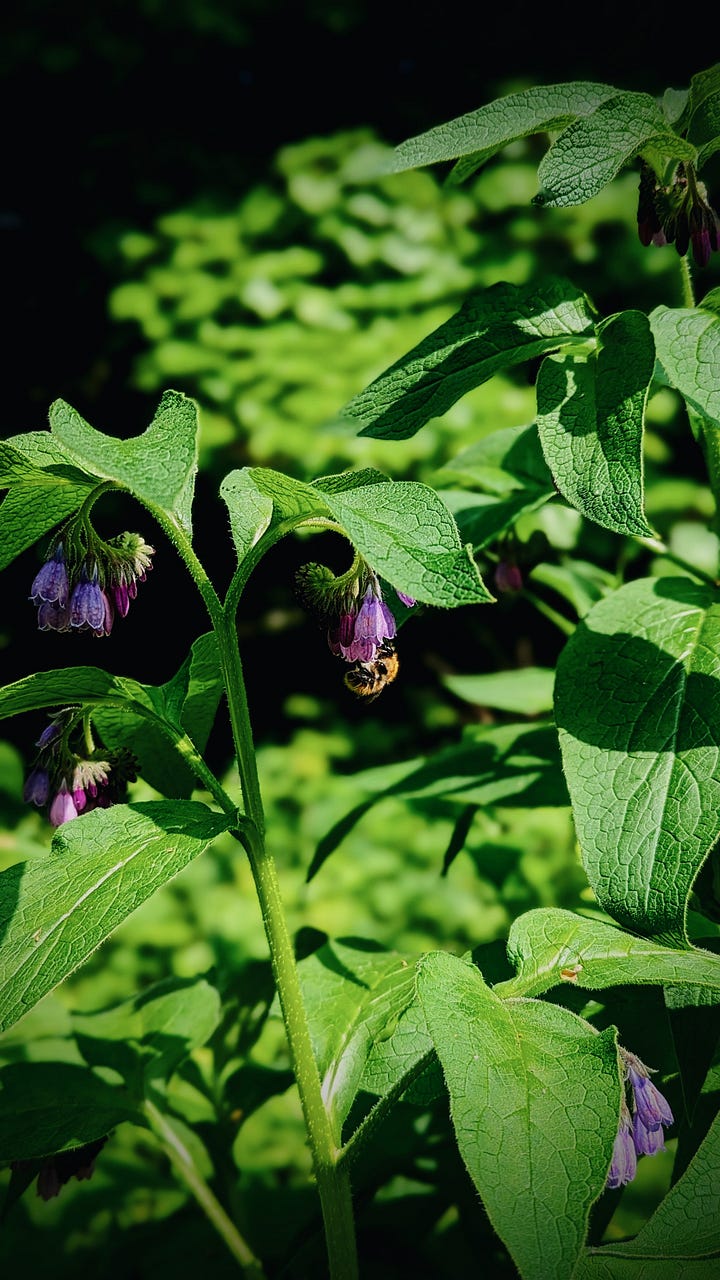 Two images: on the left, white Hawthorn blossoms and green leaves against a shadowy background; on the right, a fuzzy bumble-bee hanging upside-down as it sucks nectar from a magenta flower, hanging under a canopy of bright green leaves.