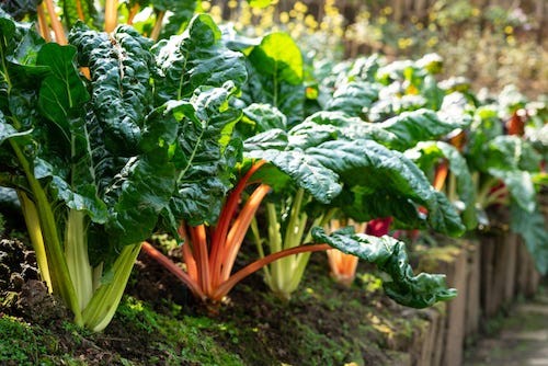 garden plot of Swiss chard