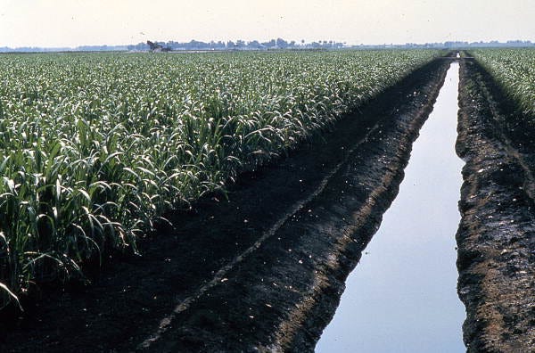 Florida Memory • Looking over a sugar cane field - Clewiston Region, Florida