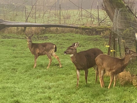 three beautiful brown (mule i think?) deer