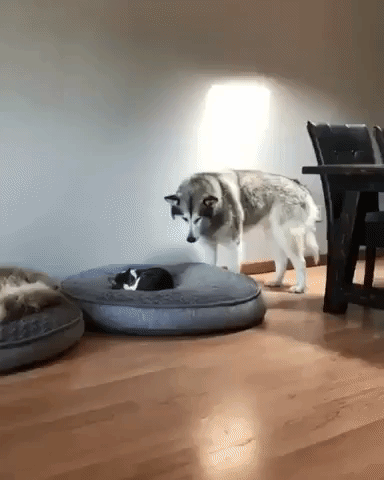 adorable dog bed GIF