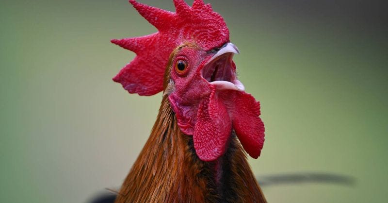 Gallo rojo: cuidados, curiosidades y consejos prácticos