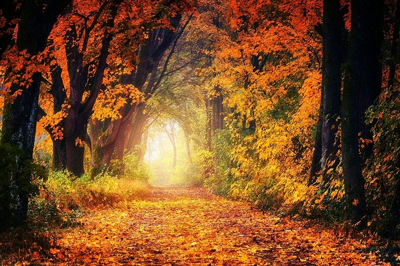 Autumn Forest Images | Free Photos, PNG Stickers, Wallpapers & Backgrounds  - rawpixel
