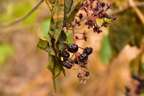 Close up of a picture of water on the edge of a leave about to drip over; red berries on a branch, pitted with indentations; berries that are deep purple and at the end of their season, limp and dying; blurry photo of a bird flying from a branch, wings outstretched; photo of black-capped chicadee sitting with head down in gray sky and snow; picture of a sparrow sitting in the snot, back to camera with head turned around looking back.