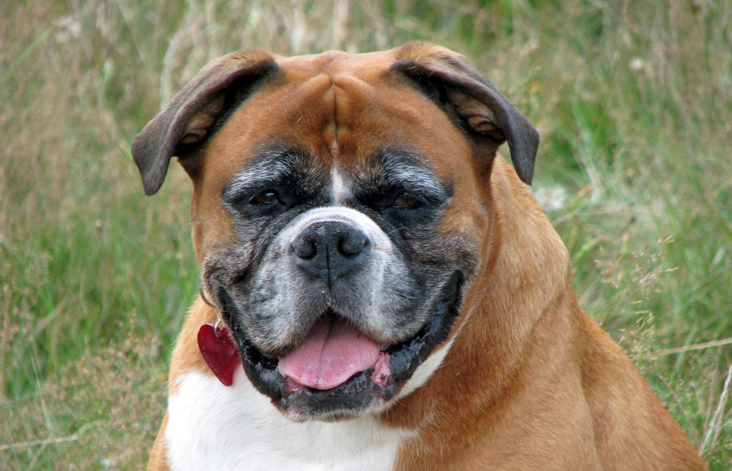 Boxer Dog