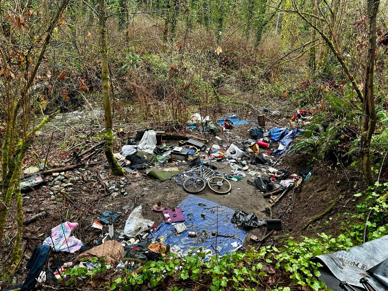 A pile of garbage in a forest

Description automatically generated