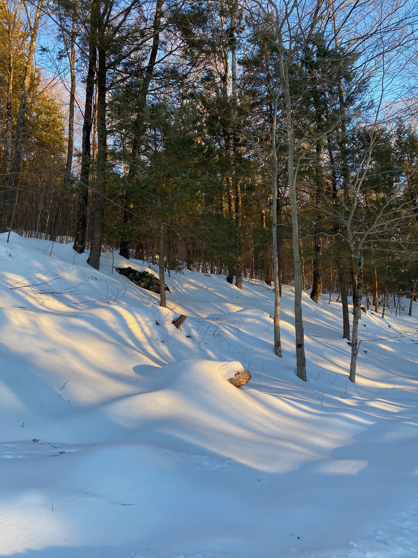 Blue snow shadows on a patch of sun-golden snow in the forest.