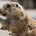 Groundhog Notes's avatar
