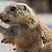 Groundhog Notes's avatar