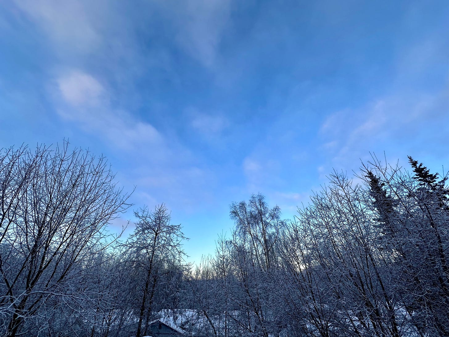 A blue winter sky that lightens to a soft yellow on the horizon framed in the lower third by snow and hoarfrost-covered deciduous trees.