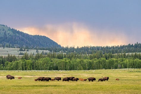 Photo 1- Mama and baby moose in tall grass; Photo 2- Lone bison against mountain backdrop; Photo 3- her of bison; Photo 4- 2 male bison locked heads during the bison rut; Photo 5- bison herd among the dust they kicked up; Photo 6- Mama and baby bison against the mountain backgdrop