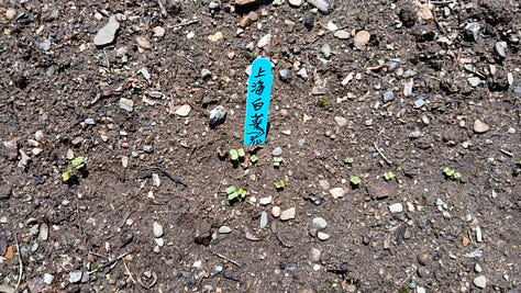 Seedlings in a vegetable garden