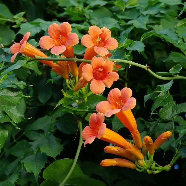 Online Flower Nursery