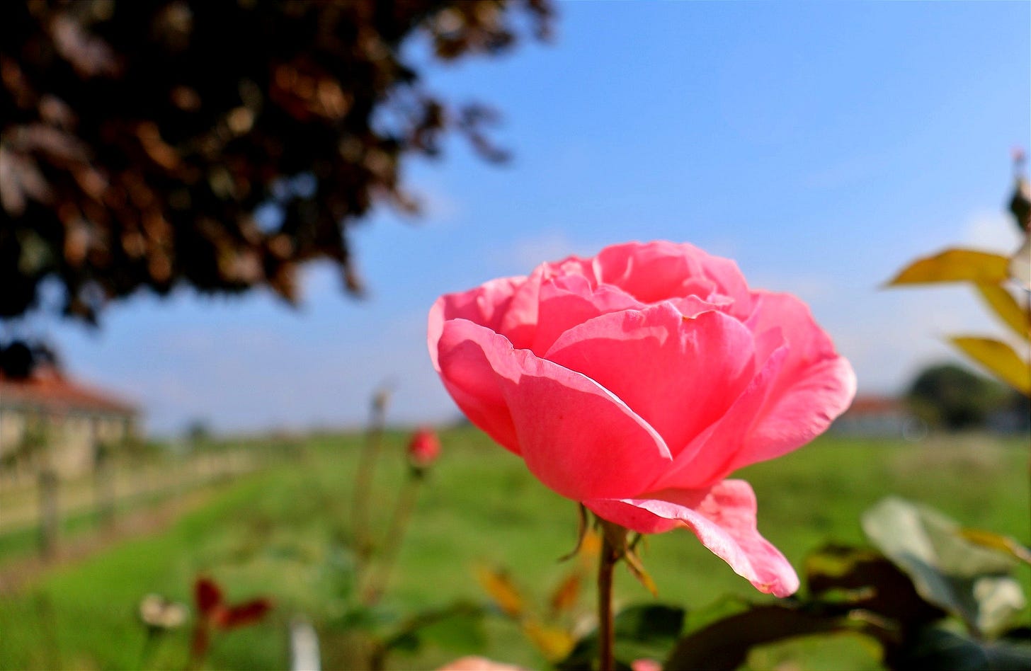 Rose rose épanouie en premier plan sur fond de prairie et ciel bleu. Rose rose épanouie en premier plan sur fond de prairie et ciel bleu.