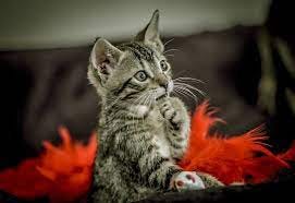 Cat Pensiero Animale - Foto gratis su Pixabay