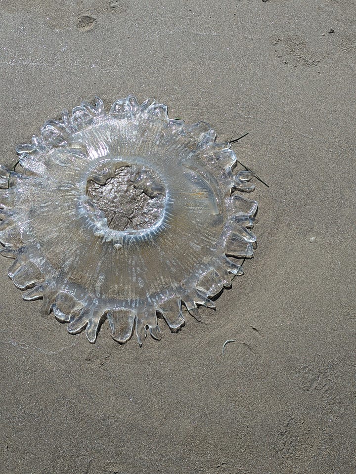 A waterfall in the Columbia River Gorge where we hiked with family. Part of a jellyfish at Cannon Beach.