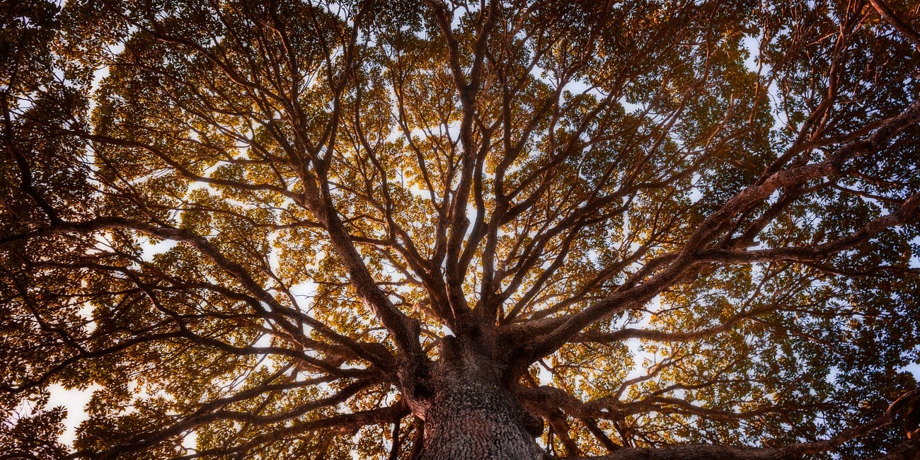 The Lord Says - Soon You Will See My Face! Soon You Will Eat From the Tree!