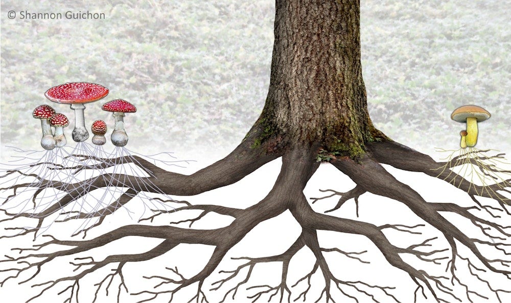 Tree15