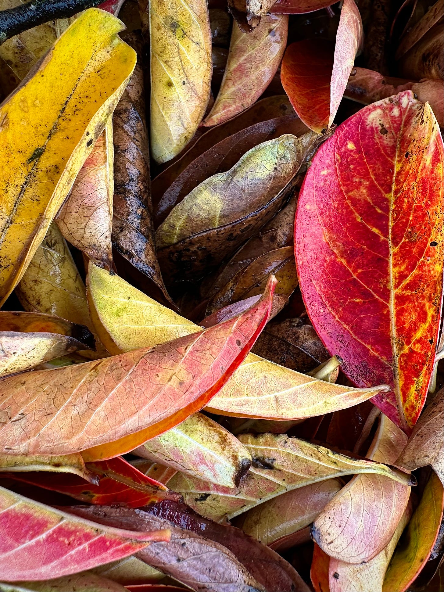 fall leaves in multicolors on the ground