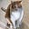 Craig Father Of Kittens's avatar
