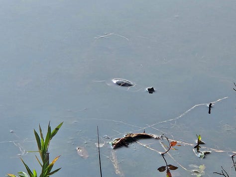 Moss mat, painted turtle, fungus