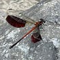 zean's avatar