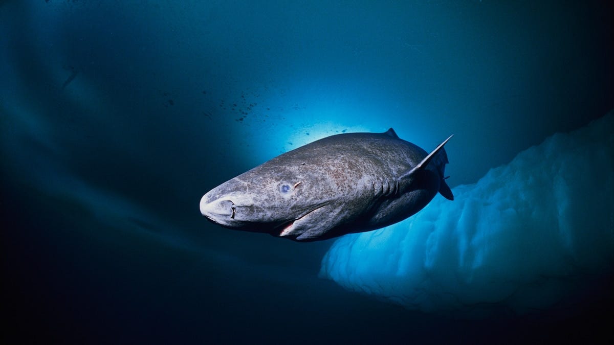 Greenland shark, facts and photos | National Geographic