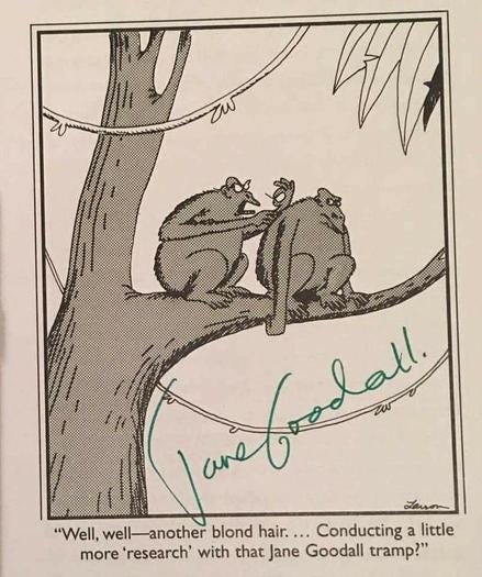 A cartoon from Gary Larson depicting two monkeys sitting on a tree branch. One monkey is examining the other's fur and says: “Well, well-another blond hair. ... Conducting a little more 'research' with that Jane Goodall tramp?”