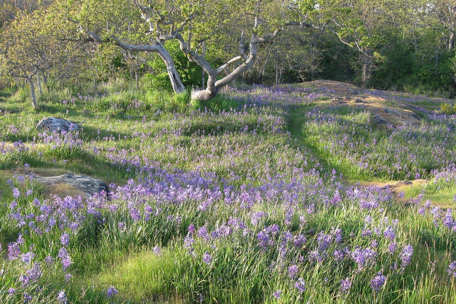 Blue Gold Canadas Coastal Camas Meadows