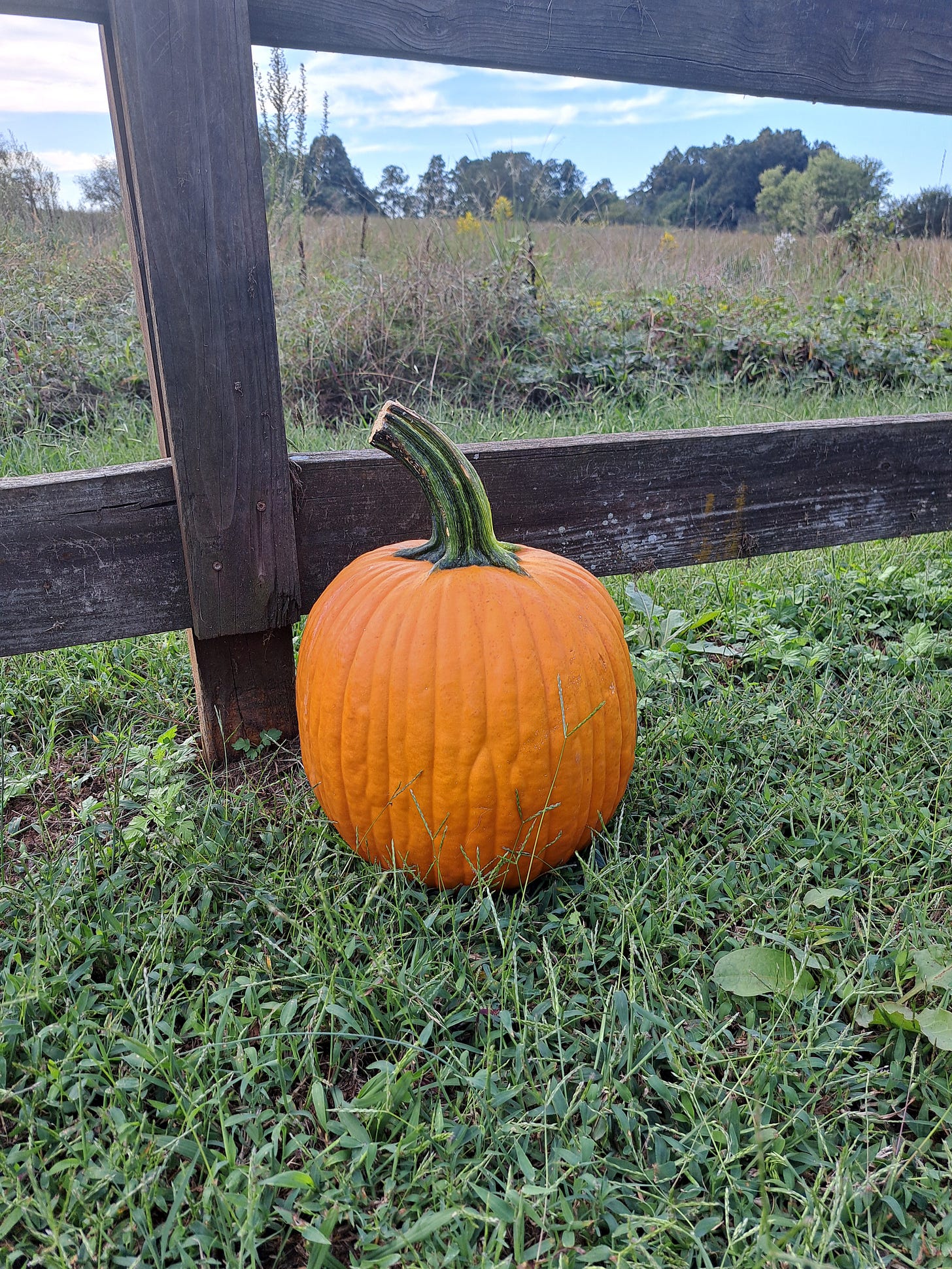 A handsome orange pumpkin with a rather aggressive green stem in front of a wooden fence, beyond which is a raggedy field with trees in the distance and blue sky above.