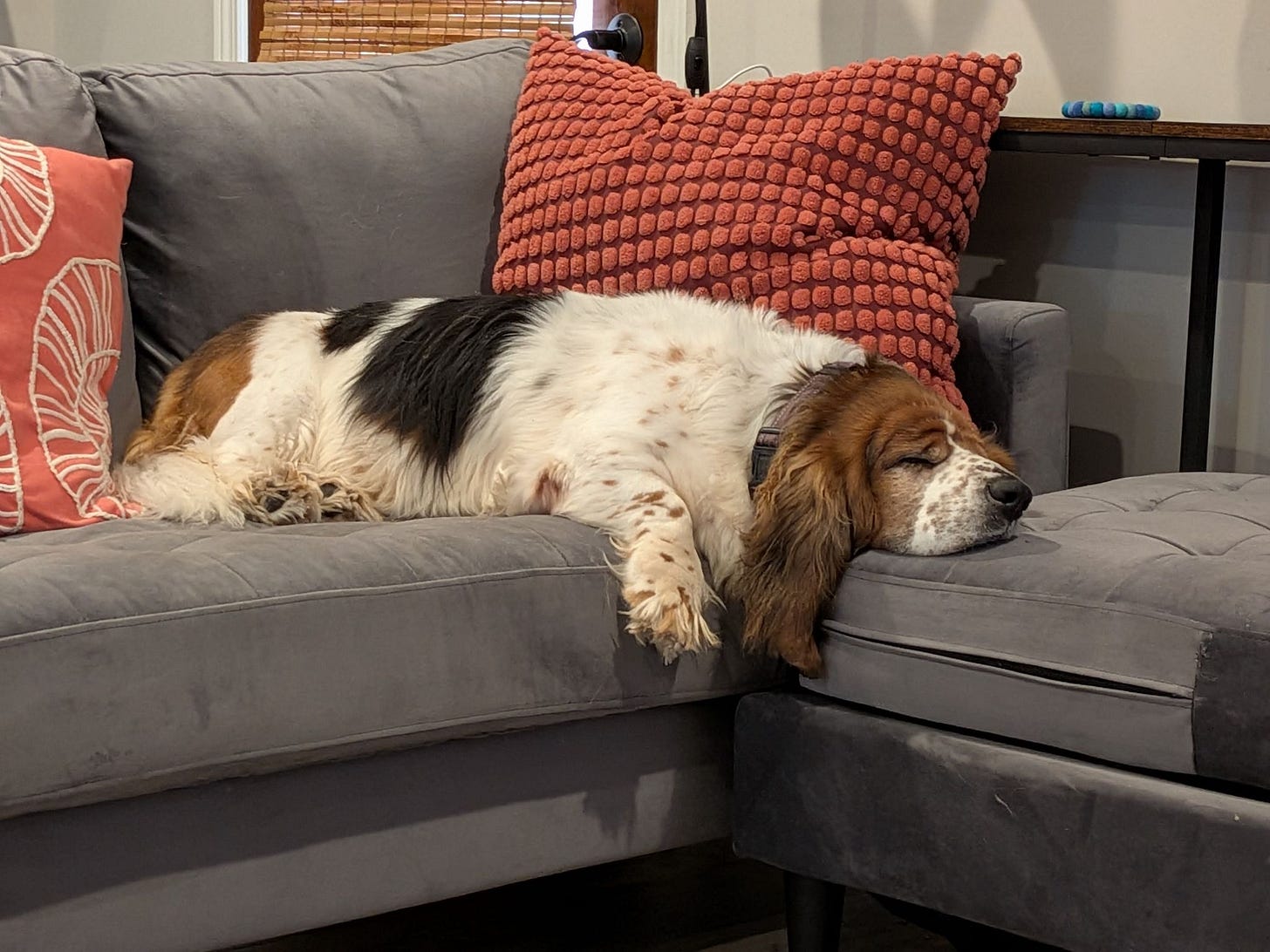 A tricolored long-haired basset hound lays on a gray couch with two red pillows behind her. One paw and one fuzzy brown ear are hanging off the couch. Her head rests on an ottoman.