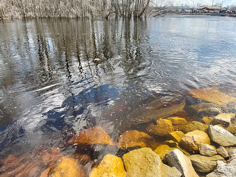 Wisconsin sturgeon spawning and stocking