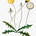 Elka B's avatar