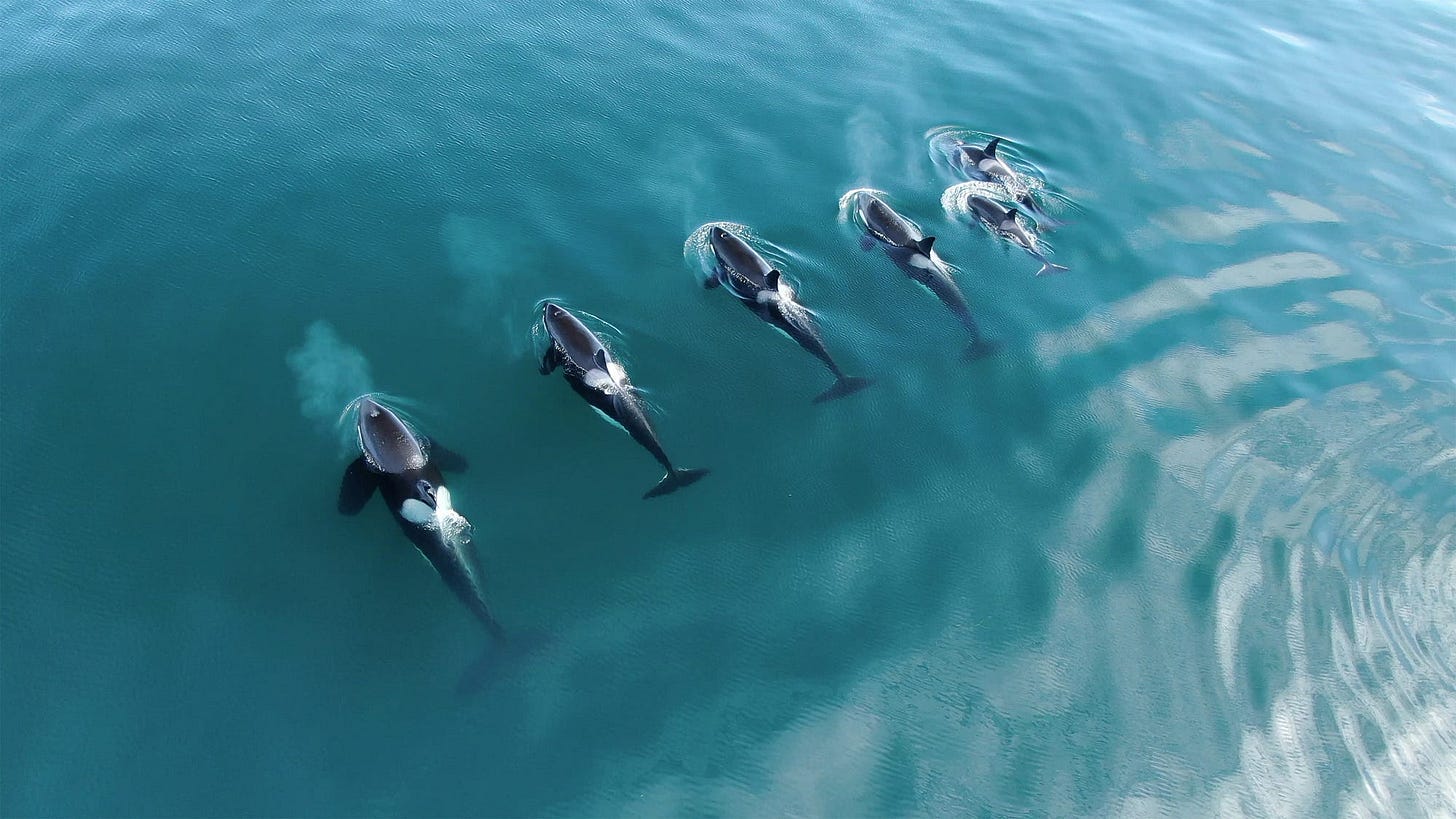 Image of steaming orca battalion licensed from Adobe Stock Image of steaming orca battalion licensed from Adobe Stock