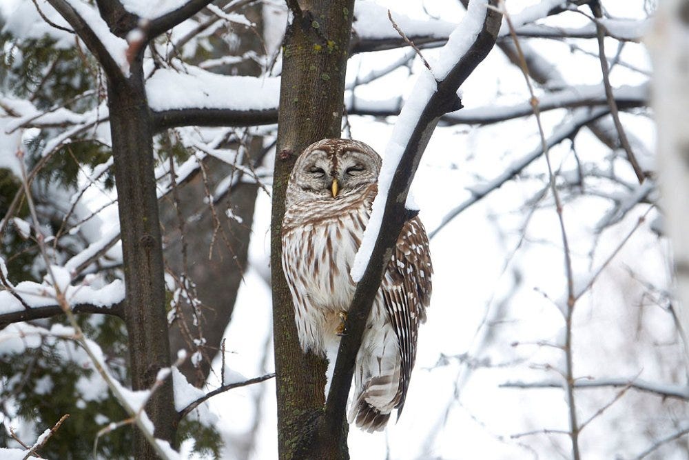 Barred Owl Barred Owl